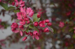 春花朵朵 “秀”出滿園春色